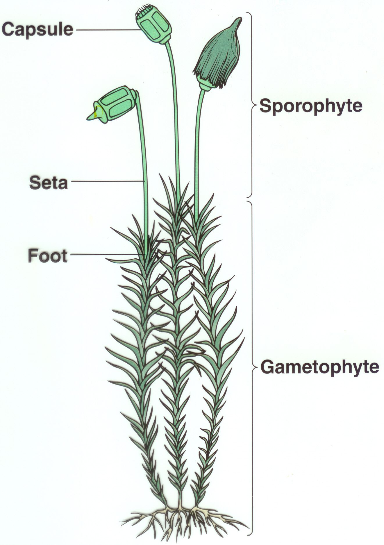 Anatomy of moss